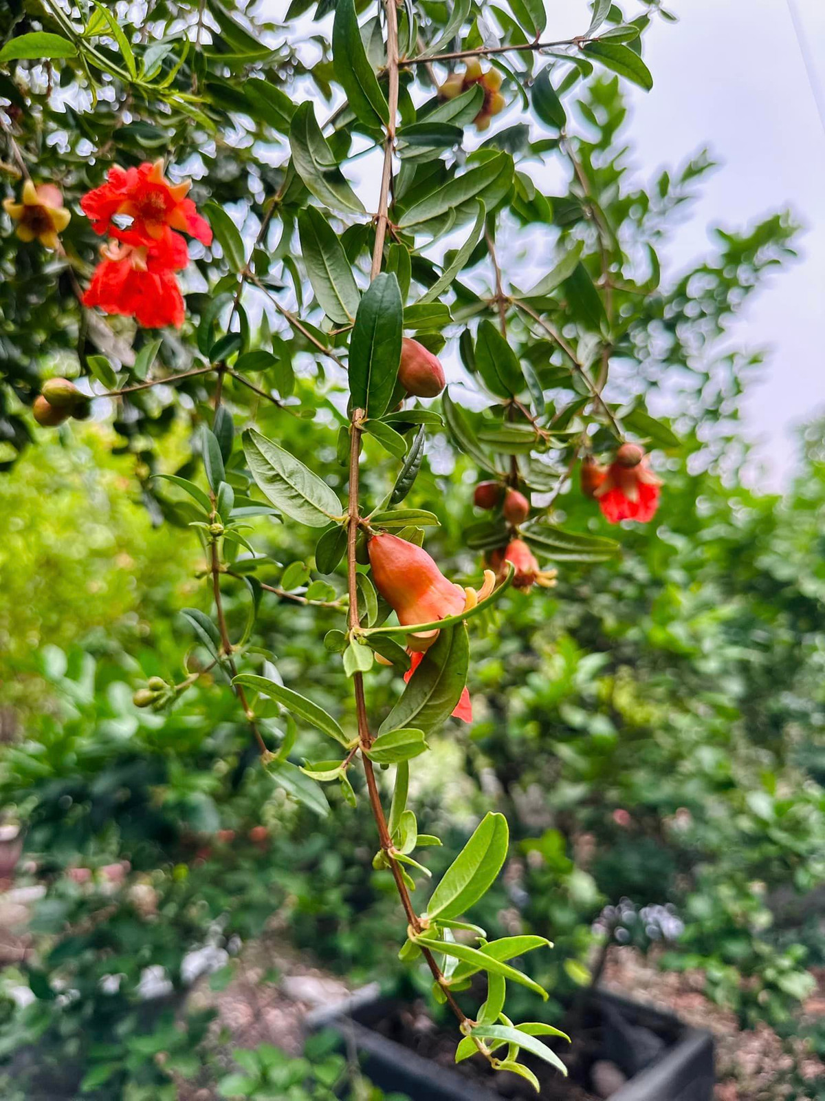 Ca sĩ Mỹ Lệ cho biết, "khu vườn hóa chốn thần tiên" khiến ai nhìn cũng phải xuýt xoa. Ảnh: FB Hoàng Thị Mỹ Lệ