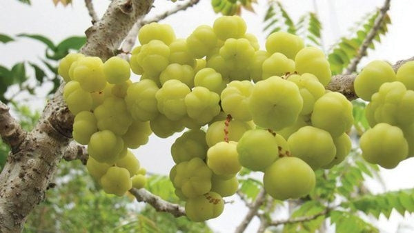 Những quả chùm ruột chín vàng gắn với ký ức tuổi thơ của nhiều người thế hệ 8X, 9X, từng là thức ăn vặt "cứu đói" không thể nào quên. Ảnh: Vinmec