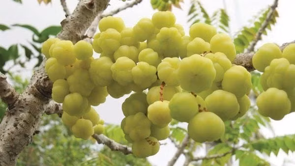 Những quả chùm ruột chín vàng gắn với ký ức tuổi thơ của nhiều người thế hệ 8X, 9X, từng là thức ăn vặt "cứu đói" không thể nào quên. Ảnh: Vinmec