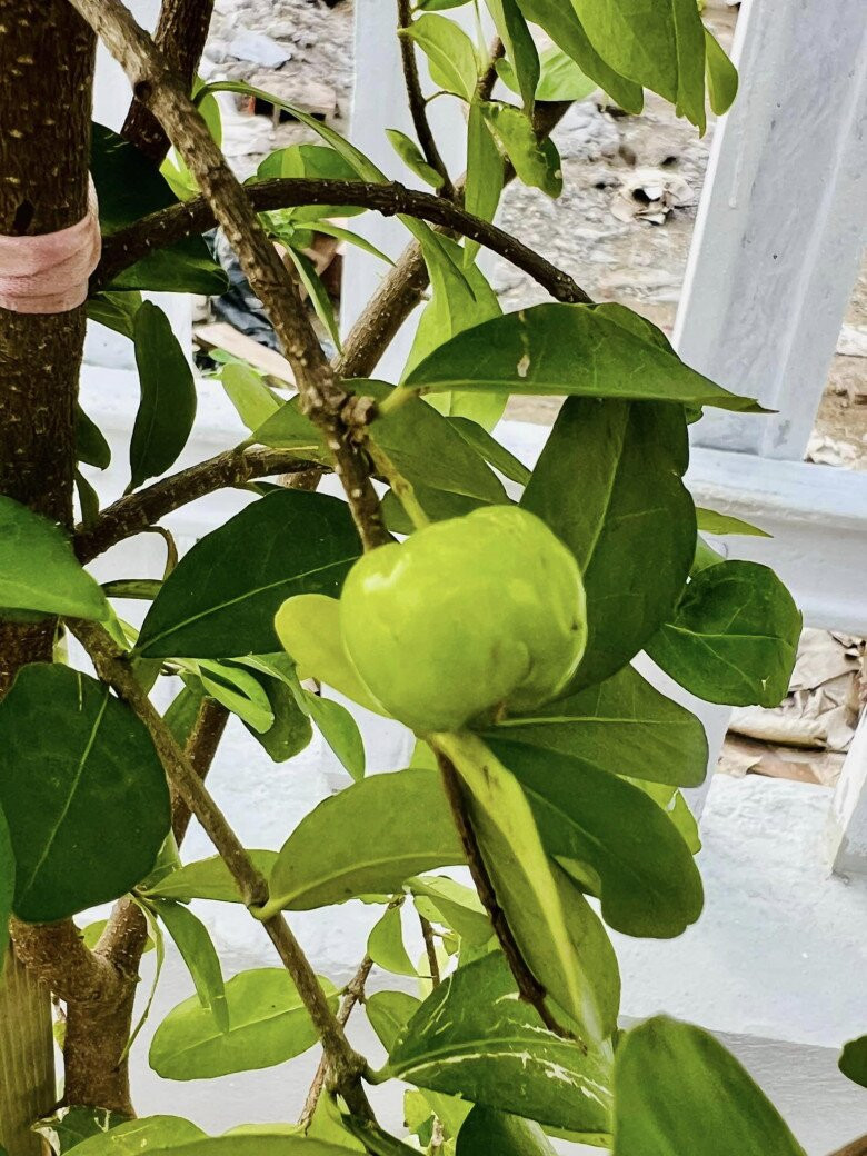 Cây sơ ri đã bắt đầu cho trái. Ảnh: FB Dang Diem Quynh