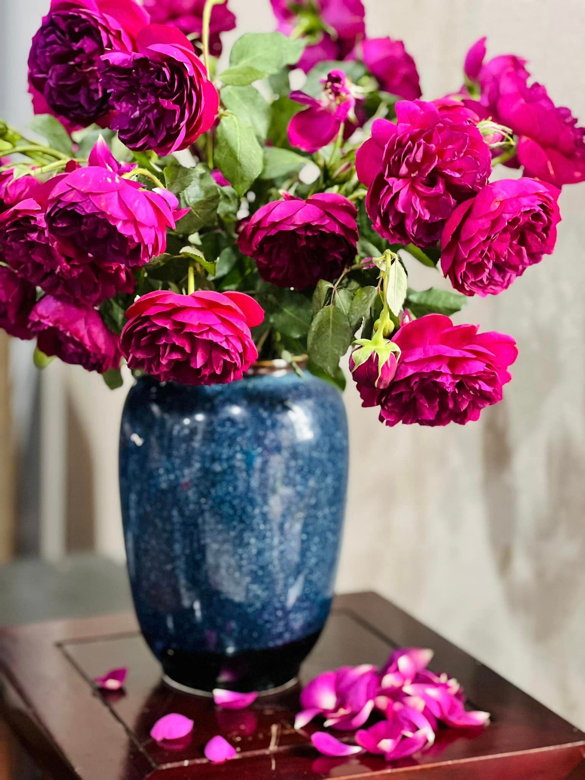 Hoa hồng Autumn Rouges cuối vụ, bông nặng trĩu và thơm ngọt. Ảnh: FB Dang Diem Quynh