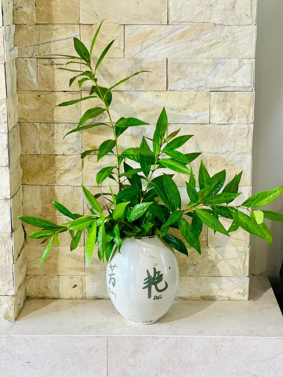 Mới đây, MC Diễm Quỳnh cắm lá vối vào bình tạo thành tác phẩm đẹp mắt, xanh mướt một góc nhà. Ảnh: FB Dang Diem Quynh