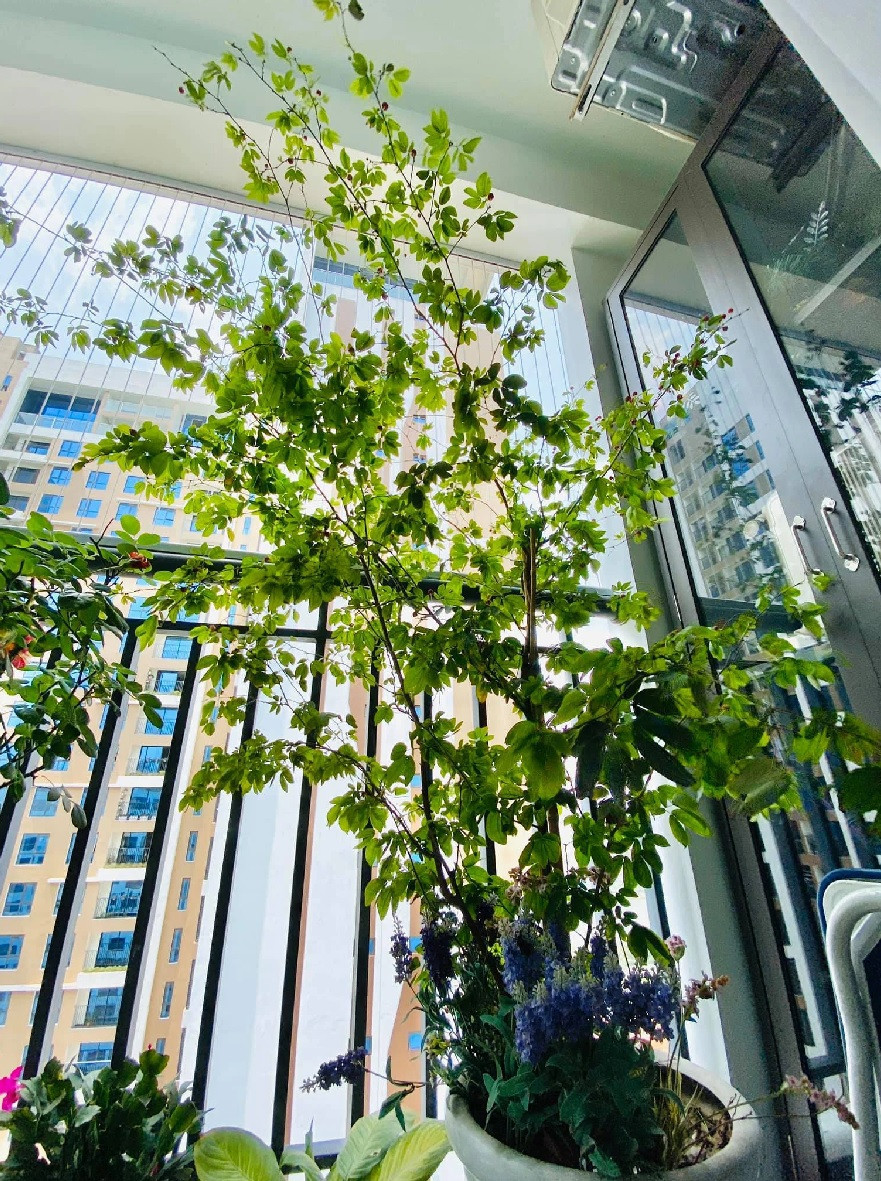 Ban công nhà MC Diễm Quỳnh được hô biến thành khu vườn nhỏ xanh mướt. Ảnh: FB Dang Diem Quynh