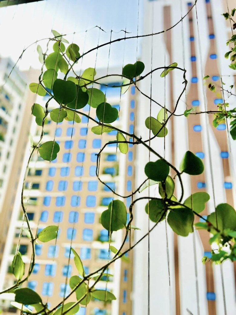 Từng nhành cây hay chiếc nụ bé xinh trong vườn đều được Diễm Quỳnh nâng niu, chăm bẵm. Ảnh: FB Dang Diem Quynh