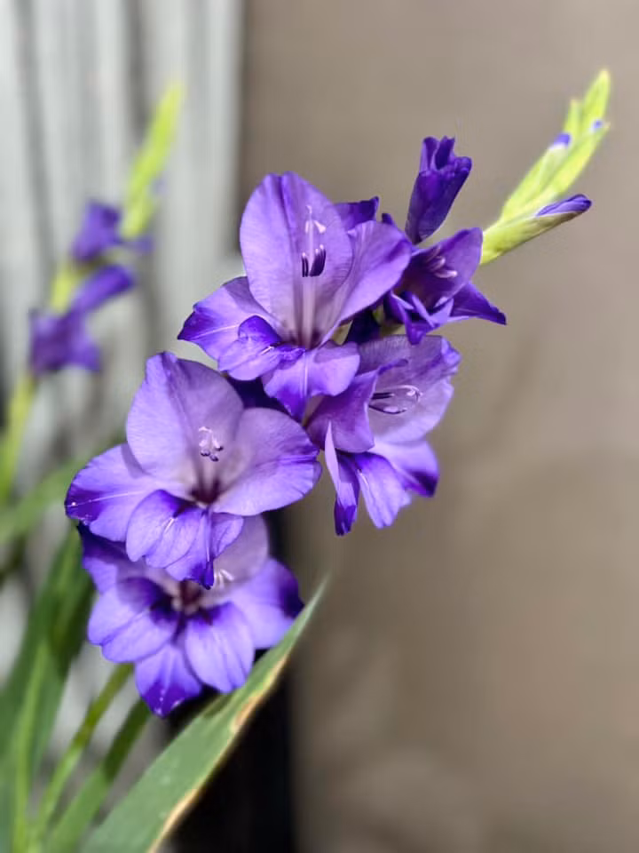 Lay ơn tím đẹp ngây ngất. Ảnh: FB Dang Diem Quynh