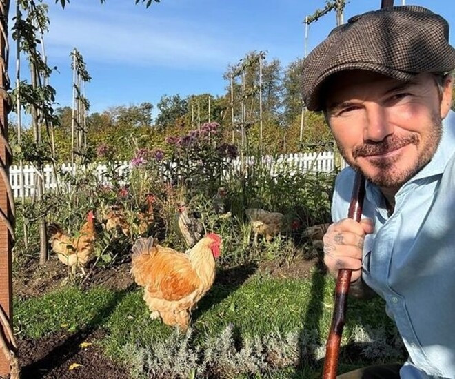 Khác với cuộc sống xa hoa, giờ đây, người hâm mộ biết đến David Beckham với hình ảnh giản dị và khác biệt. Nam danh thủ tận hưởng cuộc sống yên bình với các công việc nhà nông trong nông trại trị giá 350 tỷ đồng ở Cotswolds.