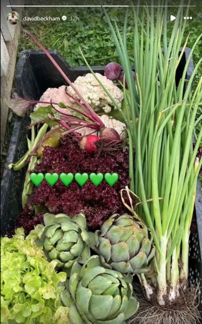 Gia đình Beckham thức thức những nông phẩm tươi ngon từ khu vườn do chính tay anh chăm sóc. Ảnh: DM