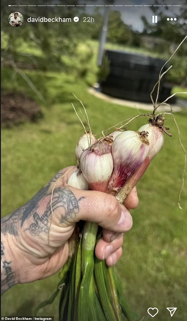 David Beckham hào hứng khoe những hành lá vừa nhổ trong vườn. Ảnh: DM