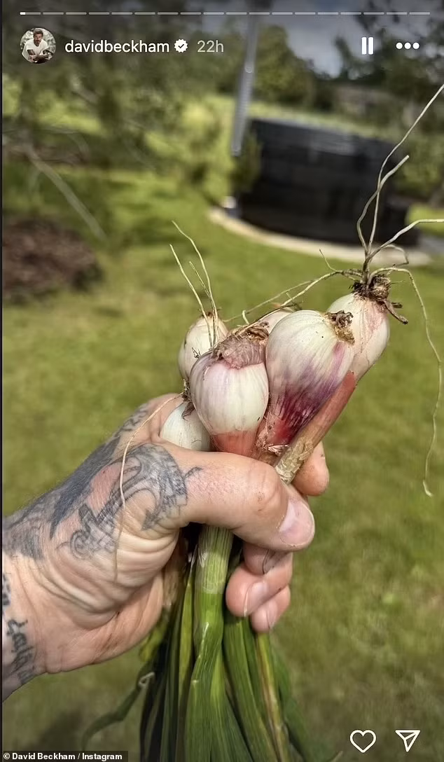 David Beckham hào hứng khoe những hành lá vừa nhổ trong vườn. Ảnh: DM