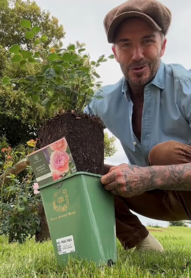 Danh thủ David Beckham theo dõi từng cây rau từ lúc còn là hạt giống cho đến khi nảy mầm và trưởng thành. Ảnh: DM