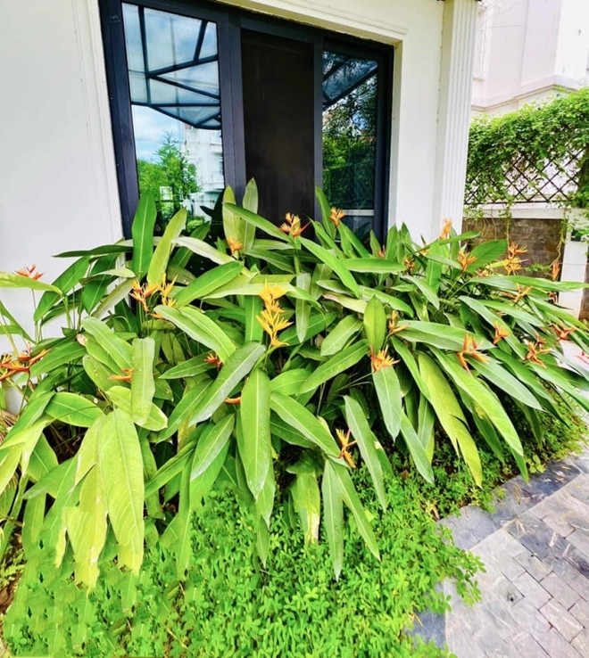 Rặng hoa chuối mỏ kép trước hiên nhà. Ảnh: FB Lã Thanh Huyền