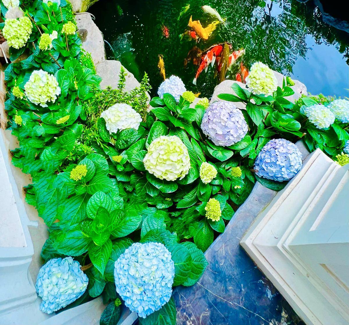 Lã Thanh Huyền trồng rất nhiều loại hoa khác nhau như cẩm tú cầu, hoa trạng nguyên, hoa chuối mỏ kép, hoa sen Thái, hoa dạ yến thảo,... Ảnh: FB Lã Thanh Huyền