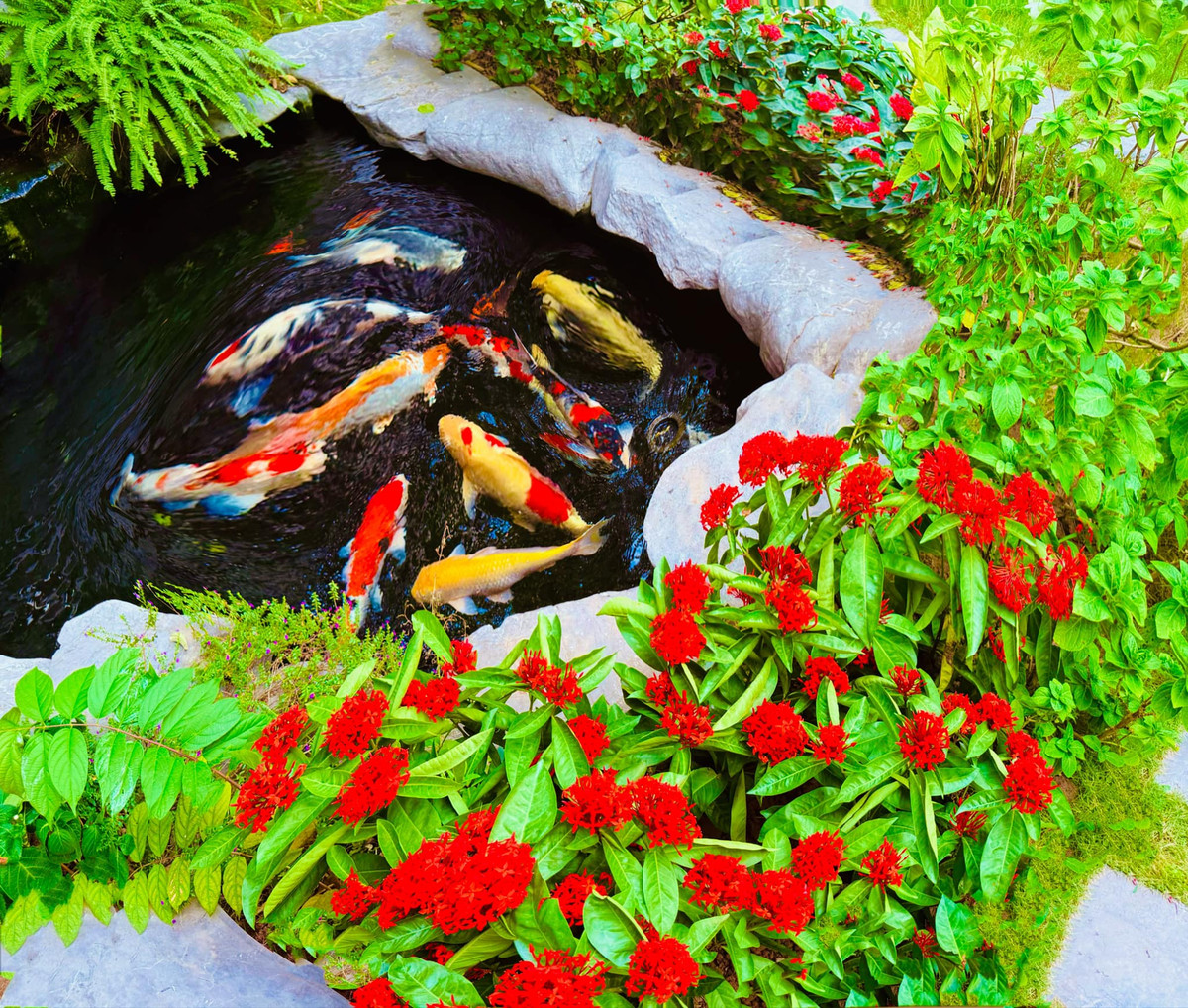 Giữa vườn còn có hồ cá Koi tuy nhỏ nhưng thiết kế đẹp mắt. Ảnh: FB Lã Thanh Huyền