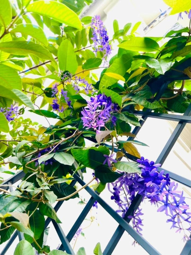 Người đẹp còn cho trồng thêm hoa mai xanh Thái. Ảnh: FB Lã Thanh Huyền