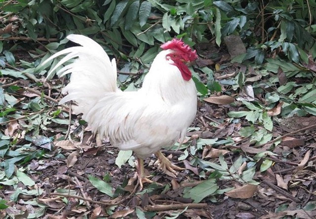 Vì thế, gà chín cựa được nhiều người săn lùng làm quà biếu Tết dù mức giá vô cùng đắt đỏ. Ảnh: Tinnhanhchungkhoan