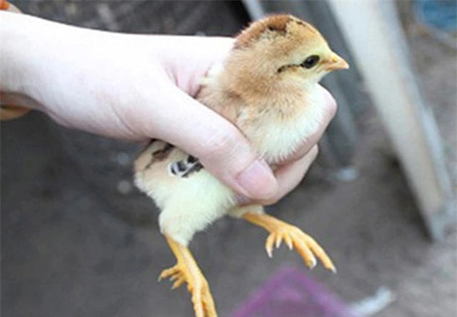 Gà chín cựa có nguồn gốc từ gà rừng. Trước đây, giống gà này đã được người dân tộc Dao và Mường Phú Thọ bắt về nuôi từ lâu nhưng phải đến những năm 2003, khi vườn quốc gia Xuân Sơn được thành lập, đường xá được mở mang thì nhiều người mới biết đến. Ảnh: Dân Việt