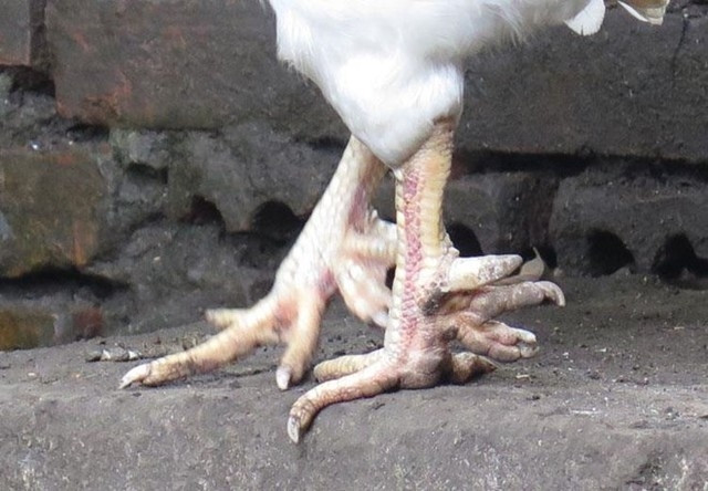 Đặc biệt, những con gà có đủ 8 - 9 cựa/chân thuộc hàng siêu hiếm. Trung bình, 1.000 con gà mới xuất hiện 2 con có gà chín cựa. Ảnh: Tinnhanhchungkhoan