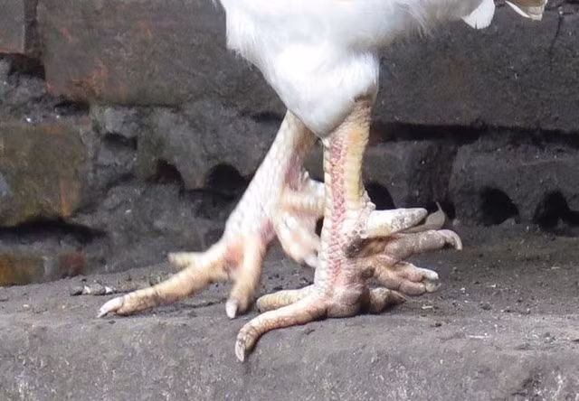 Đặc biệt, những con gà có đủ 8 - 9 cựa/chân thuộc hàng siêu hiếm. Trung bình, 1.000 con gà mới xuất hiện 2 con có gà chín cựa. Ảnh: Tinnhanhchungkhoan