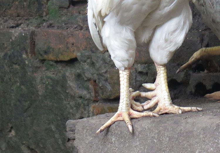 Gà nhiều cựa khi lớn lên có tướng mạo hùng dũng với bộ lông ngũ sắc, mào đỏ như máu, mắt sáng tinh anh, ngực nở, đuôi cong vút tựa cầu vồng và tiếng gáy vang. Ảnh: Ssean travel