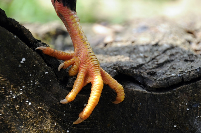 Từ khi nở ra, gà nhiều cựa đã thấy rõ ở cổ chân mọc ra một chùng 3 cựa về sau. Khi trưởng thành, mỗi chú gà trống mọc thêm 1 cựa sừng nhọn và cong vút, càng nuôi lâu cựa càng dài, càng bóng. Ảnh; Daibieunhandan