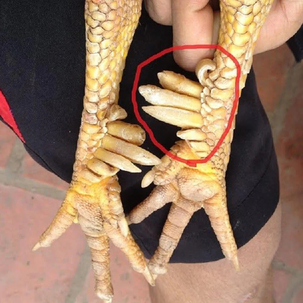 Đây cũng chính là lý do dù giá lên tới hàng chục triệu đồng nhưng không phải cứ có tiền là mua được. Ảnh: Nongsantaybac