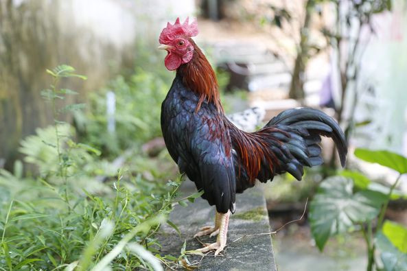 Chế độ chăm sóc gà tre Bắc khá đa dạng. Với những con gà có ngoại hình đẹp, người chơi thường dành thời gian chăm sóc chúng tỉ mỉ, kỹ lưỡng. Ảnh: Facebook