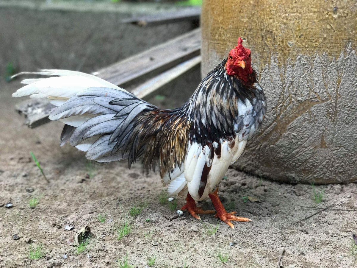 Gà tre Bắc tít được nhiều người chọn nuôi làm cảnh bởi có kháng thể tốt, dễ chăm, dáng đẹp và màu sắc đa dạng. Ảnh: Facebook