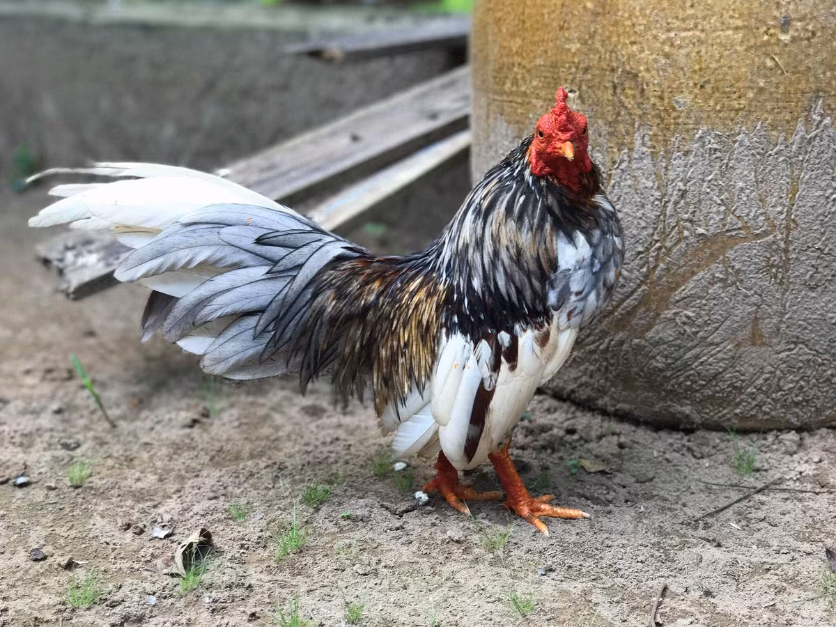 Gà tre Bắc tít được nhiều người chọn nuôi làm cảnh bởi có kháng thể tốt, dễ chăm, dáng đẹp và màu sắc đa dạng. Ảnh: Facebook