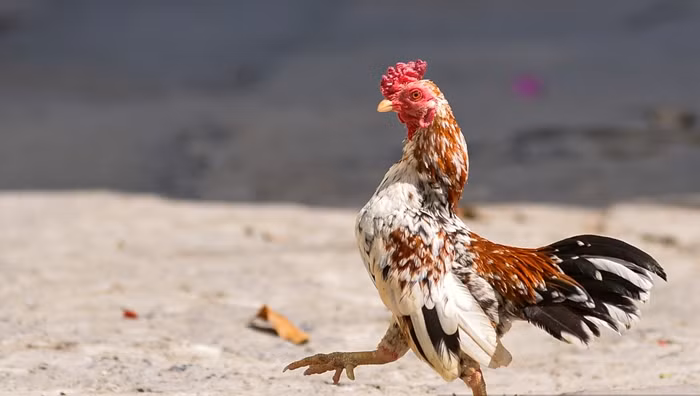Giống gà “quý tộc” bé xíu, giá trăm triệu khiến dân chơi mê tít Giong ga “quy toc” be xiu, gia tram trieu khien dan choi me tit