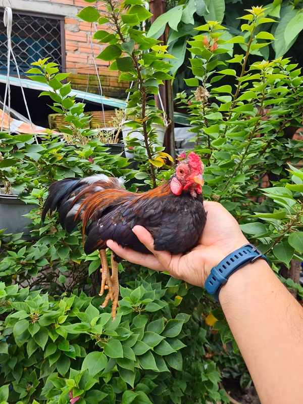 Bên cạnh đó, diện tích hẹp vẫn nuôi được giống gà tí hon này. Ảnh: Vietnamnet