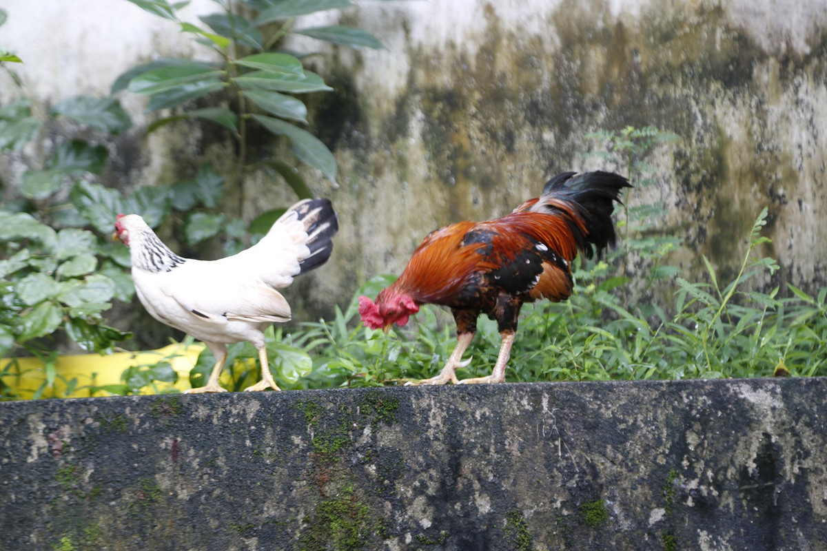 Theo giới sành chơi, một chú gà tre Bắc tít đúng tiêu chuẩn thường có những đặc điểm nổi bật như mặt tròn, mắt đỏ, mỏ gà, cánh ngắn, chân tròn, hai hàng vảy song song cân đối. Ảnh: Facebook