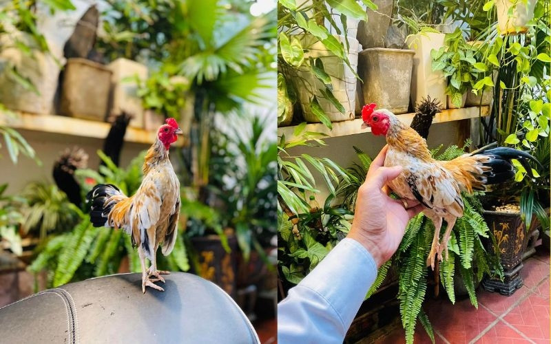 Dù kích thước nhỏ nhưng gà tre Bắc rất tinh anh và cực kỳ nhanh nhẹn. Ảnh: GatreTanChau