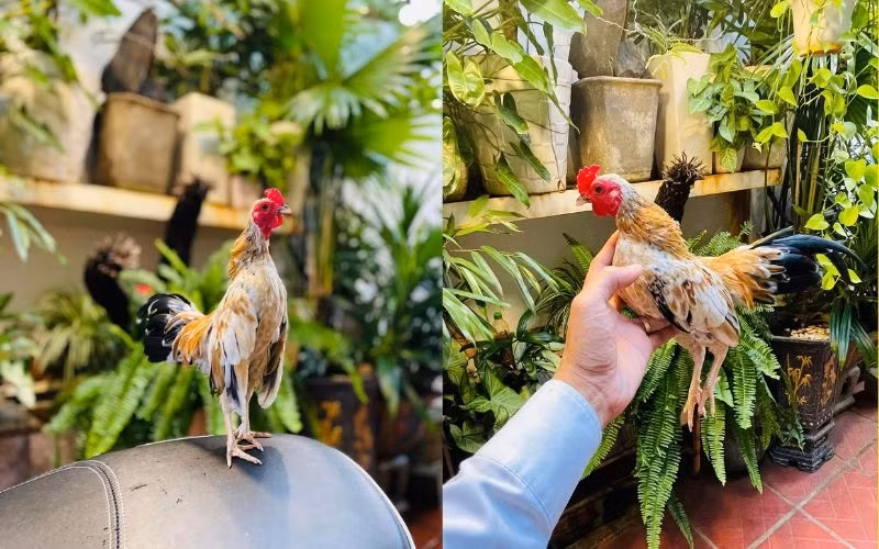 Dù kích thước nhỏ nhưng gà tre Bắc rất tinh anh và cực kỳ nhanh nhẹn. Ảnh: GatreTanChau