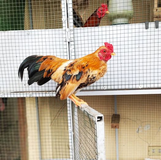 Cá biệt, có những con gà màu sắc hiếm, độ nhanh nhẹn cực kỳ cao, giá lên đến hơn 100 triệu đồng. Ảnh: Facebook