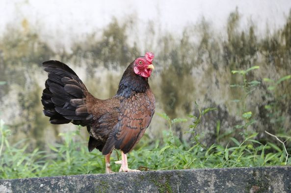 Ngoài ra, mã vừa phải ôm trọn phần hông của gà, che hết phần chân gần cựa, cổ cong về phía sau và phô vóc dáng đầy oai vệ khi gáy. Ảnh: Facebook
