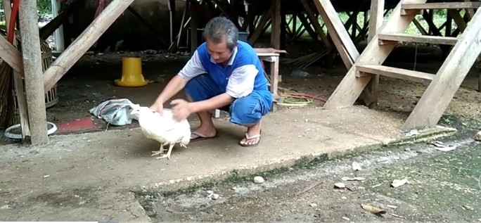 Lúc đầu, ông Deliusman tưởng hai chân thừa là đoạn ruột thò ra từ trực tràng do con vật bị đồng loại lớn hơn giẫm lên. Ảnh chụp màn hình