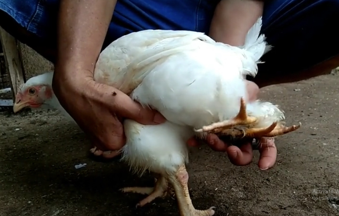 Nhưng vì một lý do nào đó, một bào thai đã thoái hóa và chỉ sót lại cặp chân dính liền vào con non còn lại. Ảnh chụp màn hình