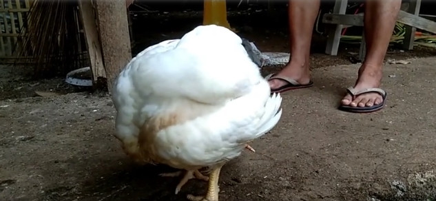 Thế nhưng sau hai tháng, con gà vẫn phát triển khỏe mạnh. Ảnh chụp màn hình