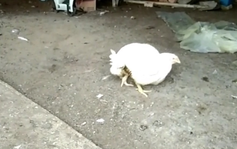 Vậy nên, hiện tượng gà 4 chân cũng không có gì quá lạ. Ảnh chụp màn hình