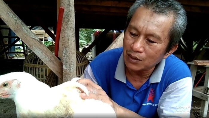 Đặc biệt, một thương nhân ở thành phố Batam đã liên lạc với Deliusman và trả 2.850 bảng Anh (khoảng 92 triệu đồng) để mua con gà 4 chân đặc biệt này. Ảnh chụp màn hình