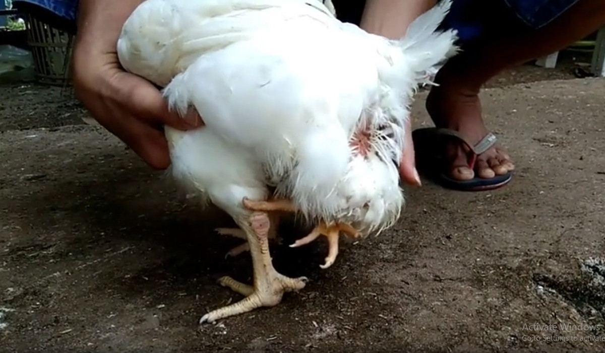 Con gà 4 chân này mắc phải hội chứng polymelia. Các nhà khoa học cho rằng, lúc đầu, hai bào thai song sinh hình thành bị gắn liền với nhau. Ảnh chụp màn hình