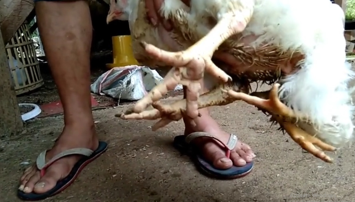 Kamlesh Ahirwar - Giáo sư động vật học cho biết, ngoài hội chứng polimelia, chứng dipygus cũng khiến con vật mọc thừa chi. Ảnh chụp màn hình