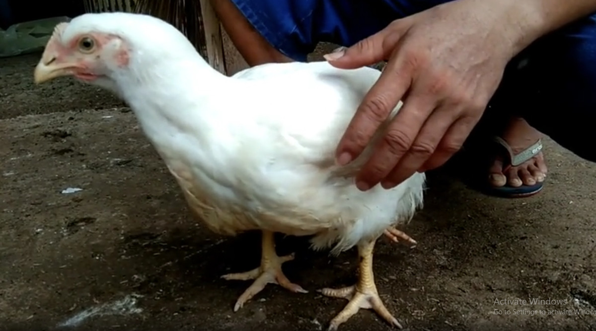 Tuy nhiên, Deliusman từ chối bởi ông coi đây là cơ hội duy nhất trong đời để có được một con gà độc đáo như vậy. Ảnh chụp màn hình