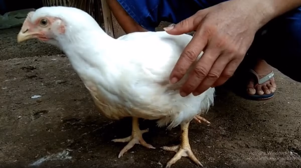 Tuy nhiên, Deliusman từ chối bởi ông coi đây là cơ hội duy nhất trong đời để có được một con gà độc đáo như vậy. Ảnh chụp màn hình