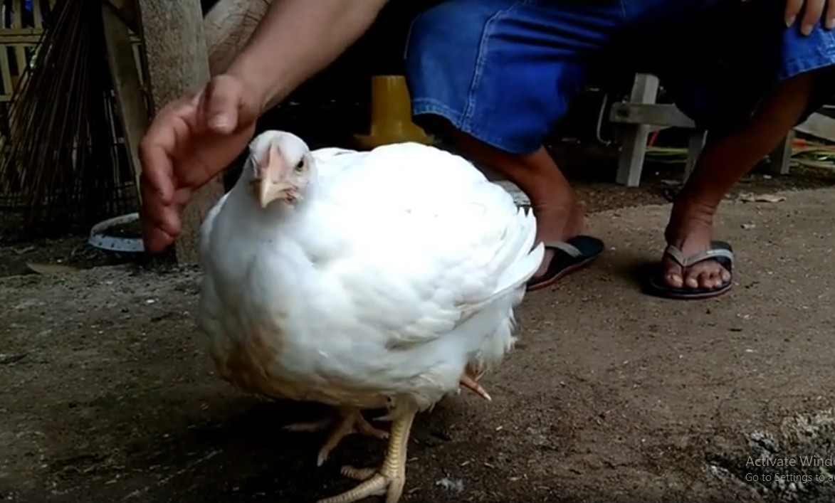 Deliusman cho biết, sau khi đăng bức ảnh con gà quý hiếm lên Facebook, ngay lập tức nhận được sự chú ý của cộng đồng mạng. Ảnh chụp màn hình