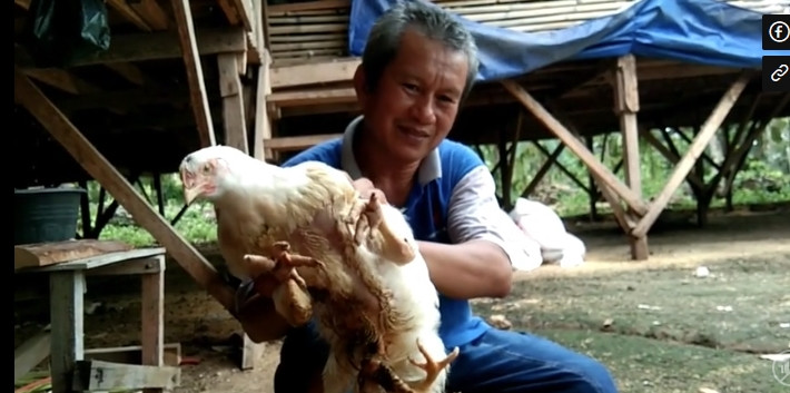 Theo Newsflare, con gà 4 chân ra đời ở làng Taratak, huyện Agam, tỉnh Tây Sumatra, Indonesia. Người sở hữu con gà này là ông Deliusman. Ảnh chụp màn hình