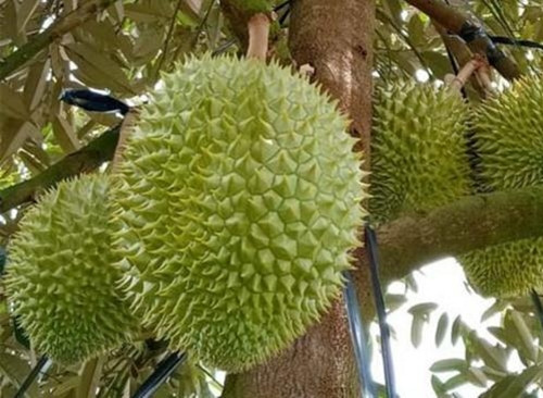 Ban đầu đây là giống nhập khẩu, được một người họ hàng của ông Sáu mang về từ Myanmar. Năm 1990, ông Sáu mua 6 cây giống với giá 30 giạ lúa và trồng trong khu vườn nhà mình. Ảnh: Thảo cây giống