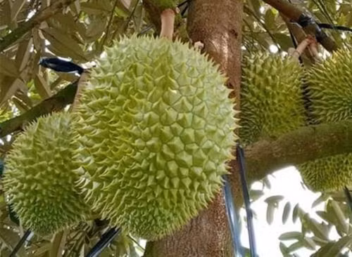 Ban đầu đây là giống nhập khẩu, được một người họ hàng của ông Sáu mang về từ Myanmar. Năm 1990, ông Sáu mua 6 cây giống với giá 30 giạ lúa và trồng trong khu vườn nhà mình. Ảnh: Thảo cây giống