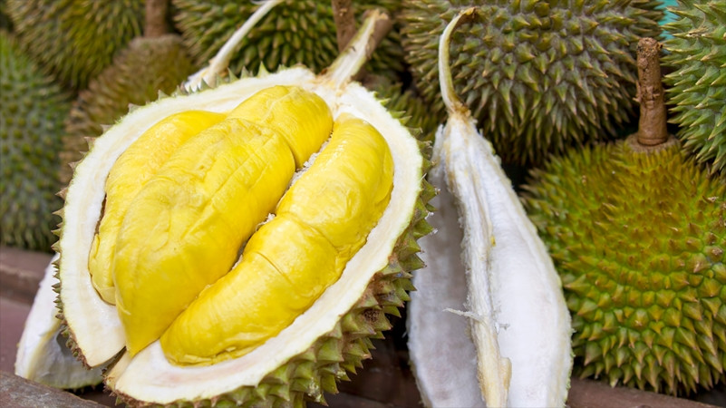 Sau này, để tạo thương hiệu cho giống sầu riêng của gia đình, con trai ông Sáu Ri là ông Nguyễn Minh Trung quyết định đặt tên giống là sầu riêng Ri6 để ghi nhớ công sức của ông. Ảnh: Bagri