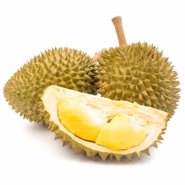 Sầu riêng Ri6 được đánh giá cao về chất lượng, dễ trồng, dễ chăm sóc, dễ ra trái, cho thu hoạch sớm. Mỗi trái nặng khoảng 3 -5 kg, tỉ lệ hạt lép 40%/trái, ít sượng. Ảnh: Thegioitraicay